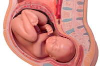 full term fetus