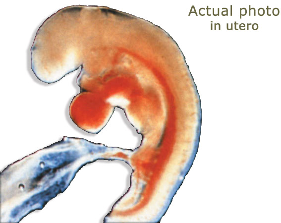the course of prenatal development