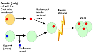 How cloning works