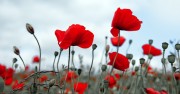 Remembrance Day: How pro-life advocates have taken up the torch from those who died for our freedom